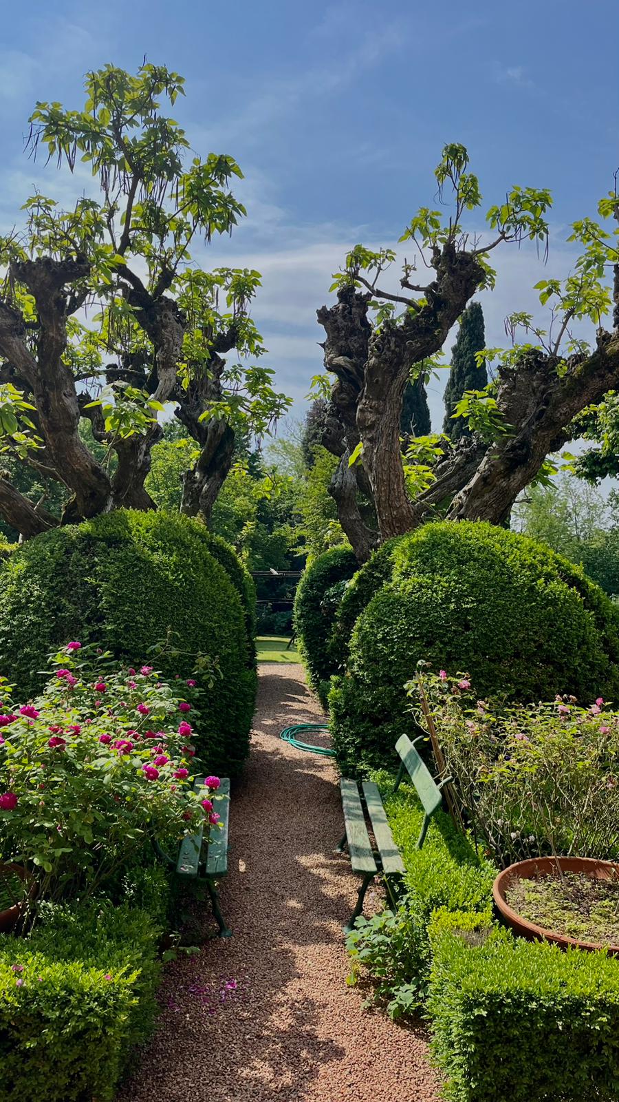 Giardino — vialetto con siepi e rose